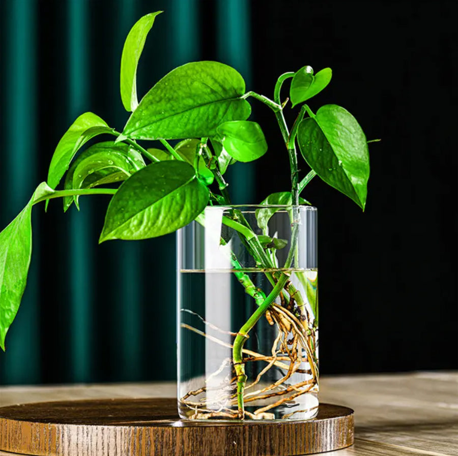 Green Plant in Glass Vase - A Refreshing and Stylish Indoor Decor